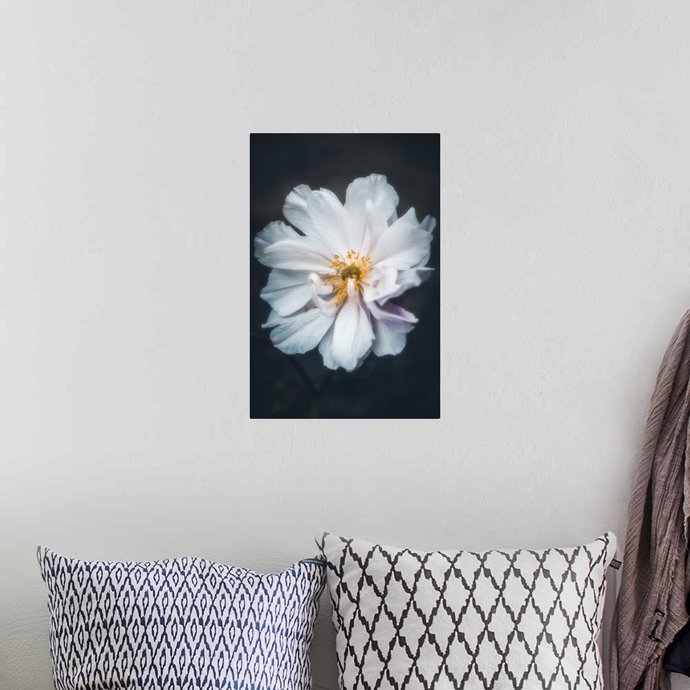 A bohemian room featuring Close up of a delicate white flower on a black background