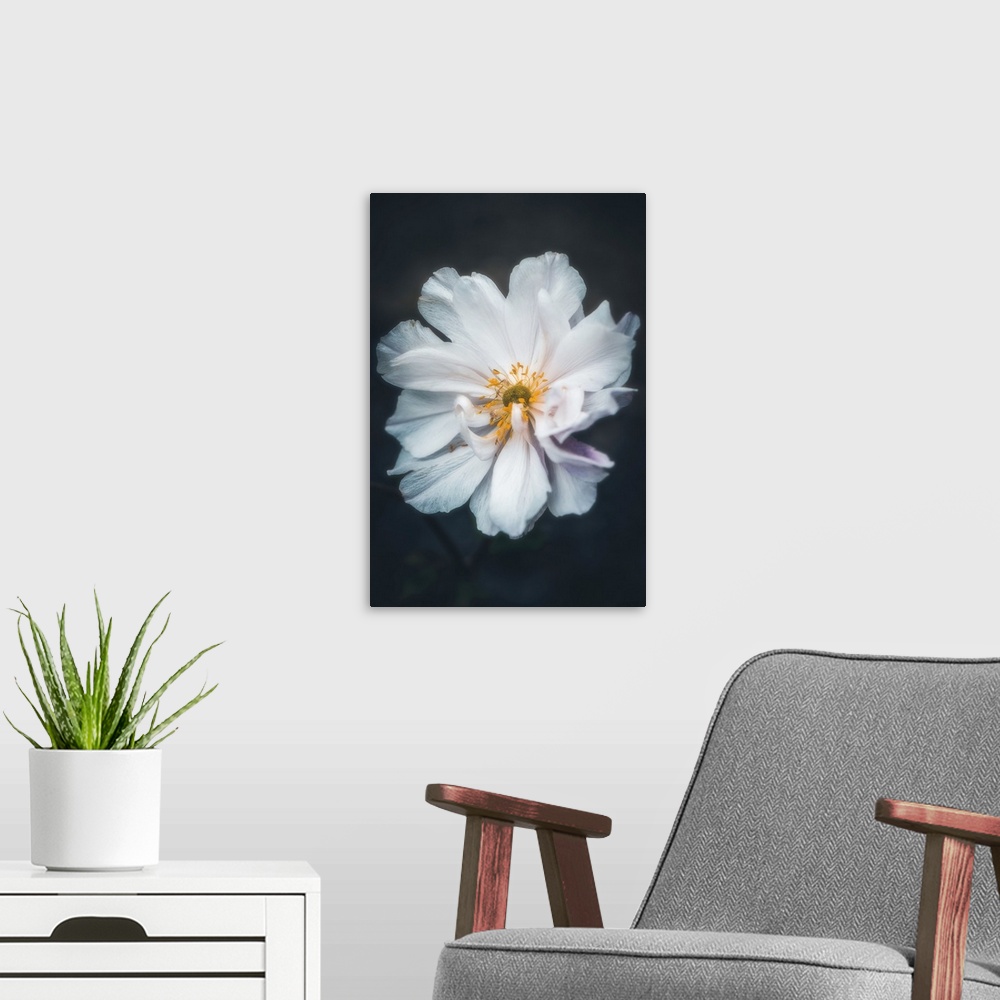 A modern room featuring Close up of a delicate white flower on a black background