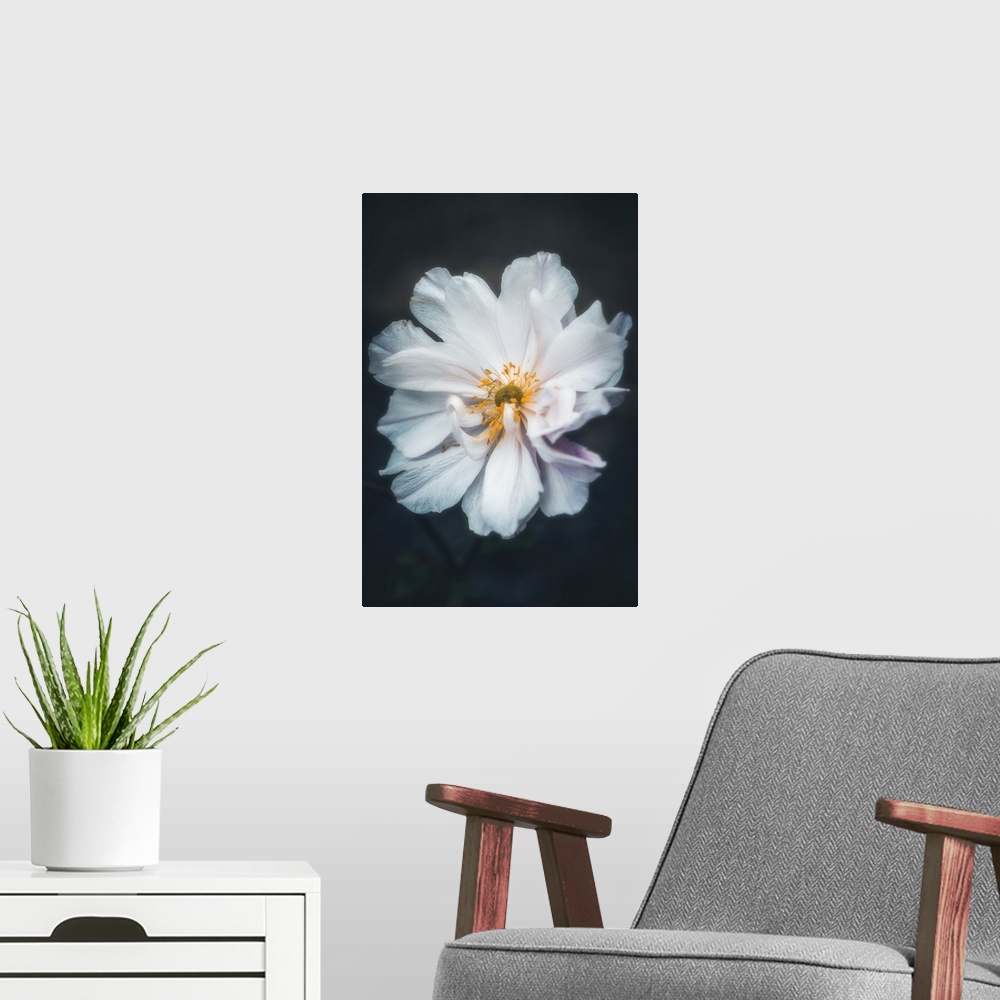 A modern room featuring Close up of a delicate white flower on a black background