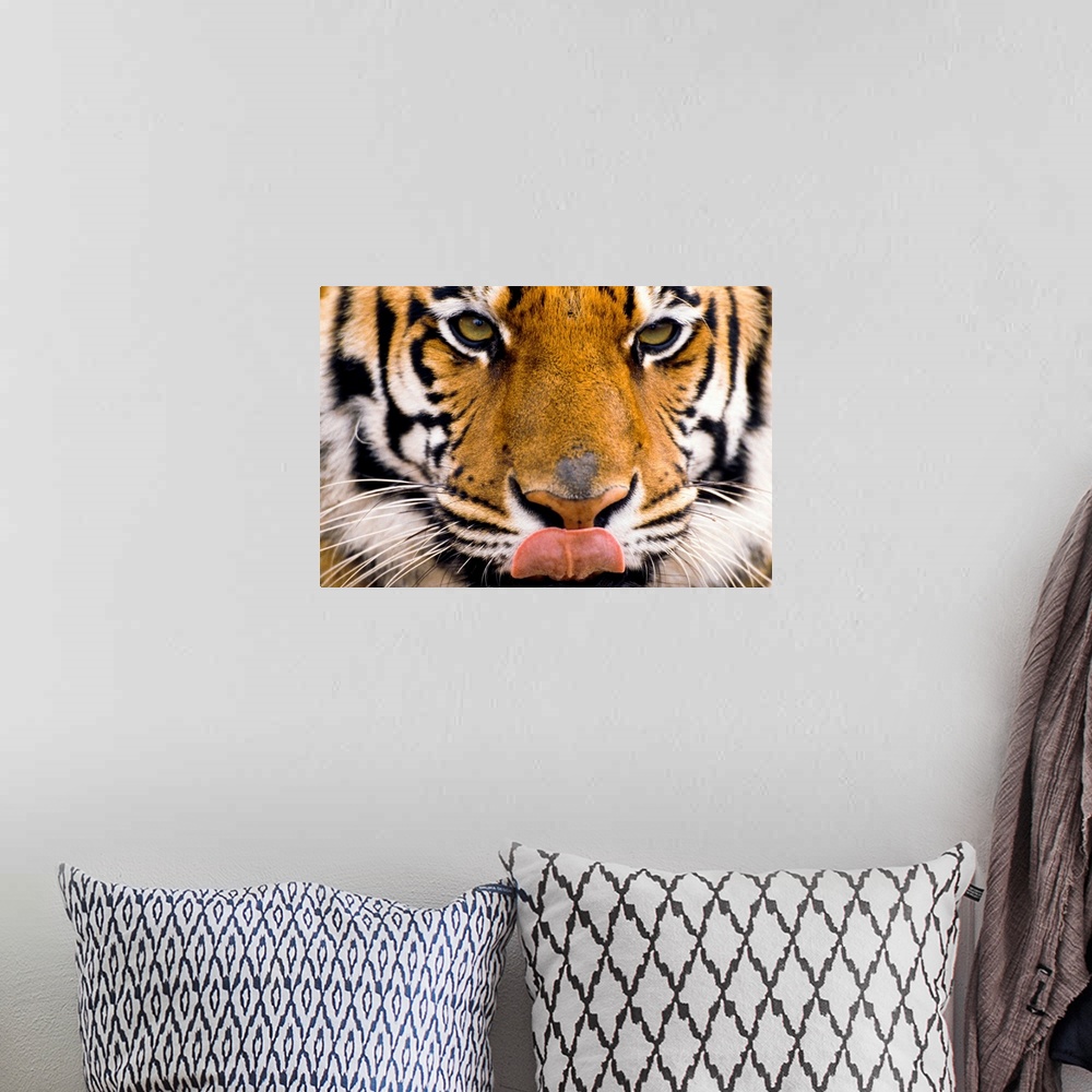 A bohemian room featuring The largest of the big cats, a tiger licks its chops in this close up photograph of its face.