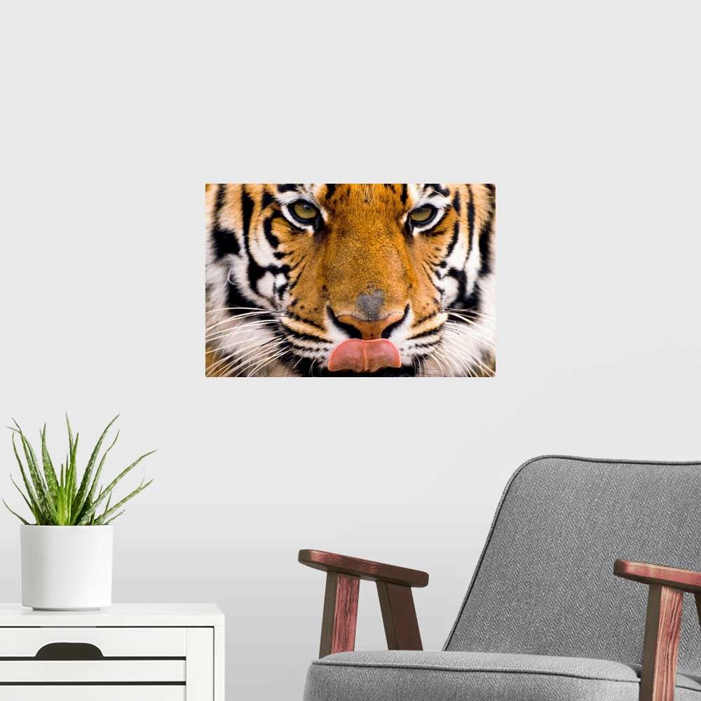 A modern room featuring The largest of the big cats, a tiger licks its chops in this close up photograph of its face.