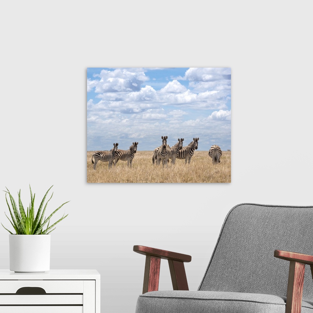 A modern room featuring Zebra herd in the long dry summer grass at Makgadikgadi Pans.
