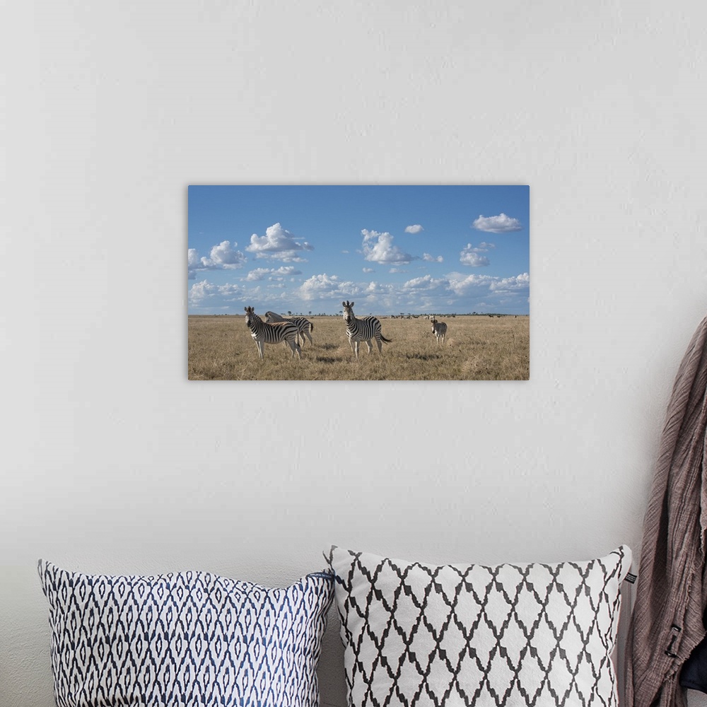 A bohemian room featuring Herds of zebra stretch to the horizon out in the Makgadikgadi Pans.