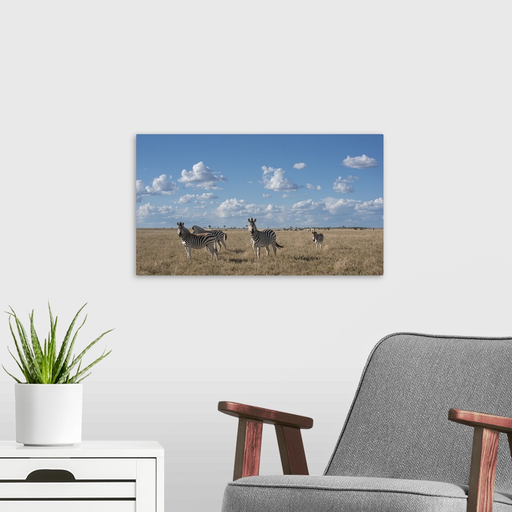 A modern room featuring Herds of zebra stretch to the horizon out in the Makgadikgadi Pans.