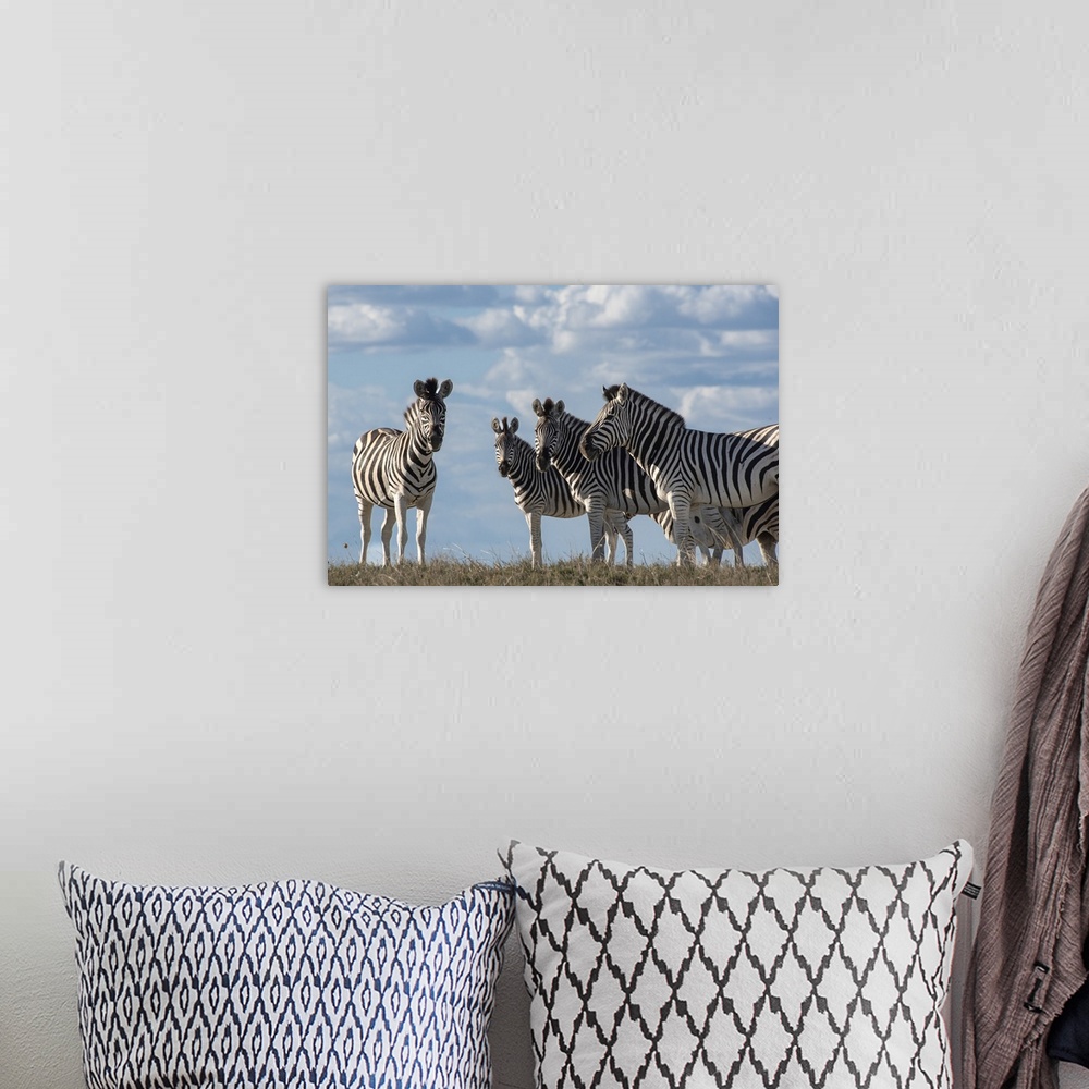 A bohemian room featuring Low angle view of a group of zebra with the clouds behind them.