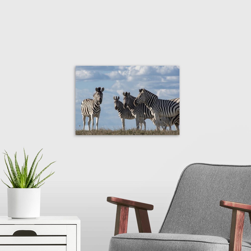 A modern room featuring Low angle view of a group of zebra with the clouds behind them.