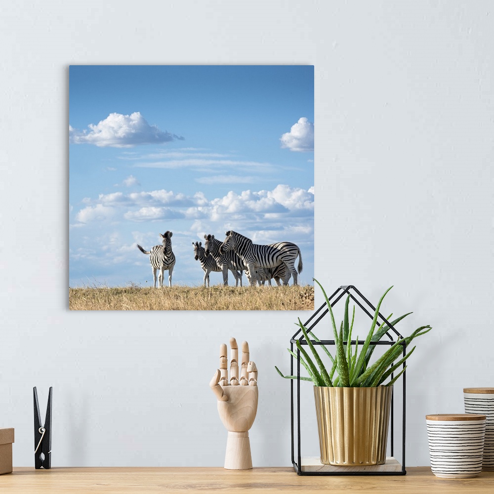 A bohemian room featuring Zebra in the grass backed by a blue sky.
