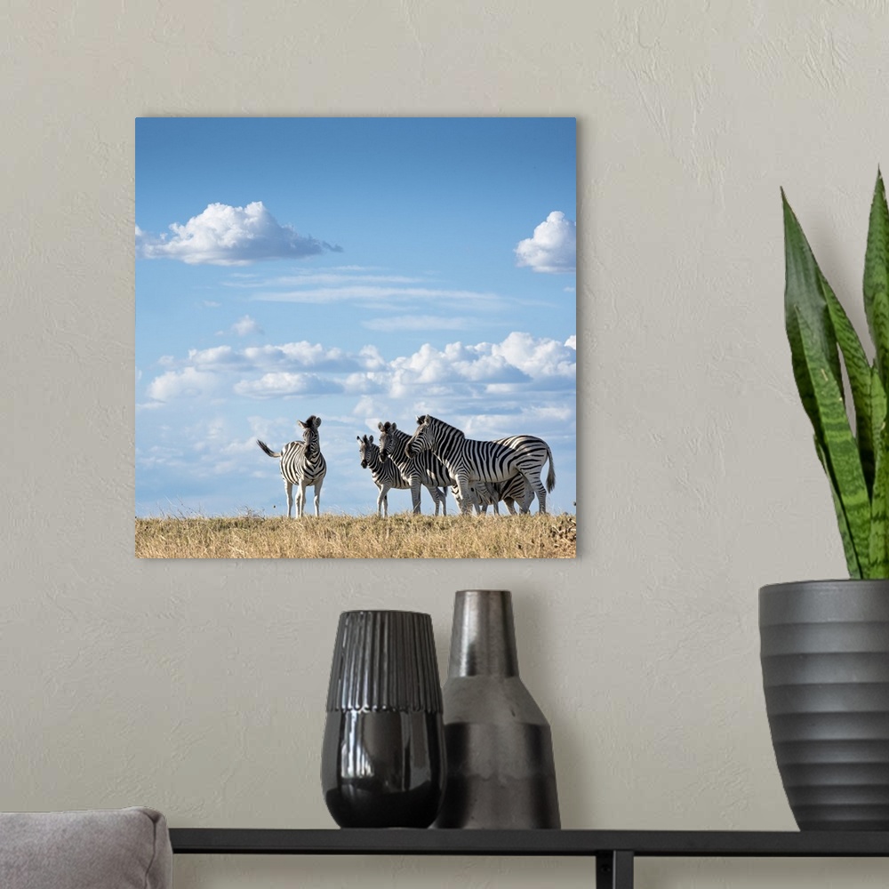 A modern room featuring Zebra in the grass backed by a blue sky.