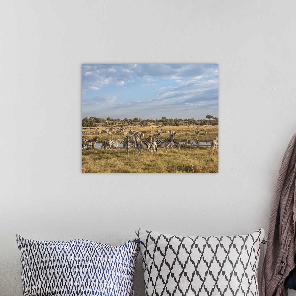 A bohemian room featuring Part of one of the largest migrations of mammals in the world. Zebra arrive at the Boteti river i...