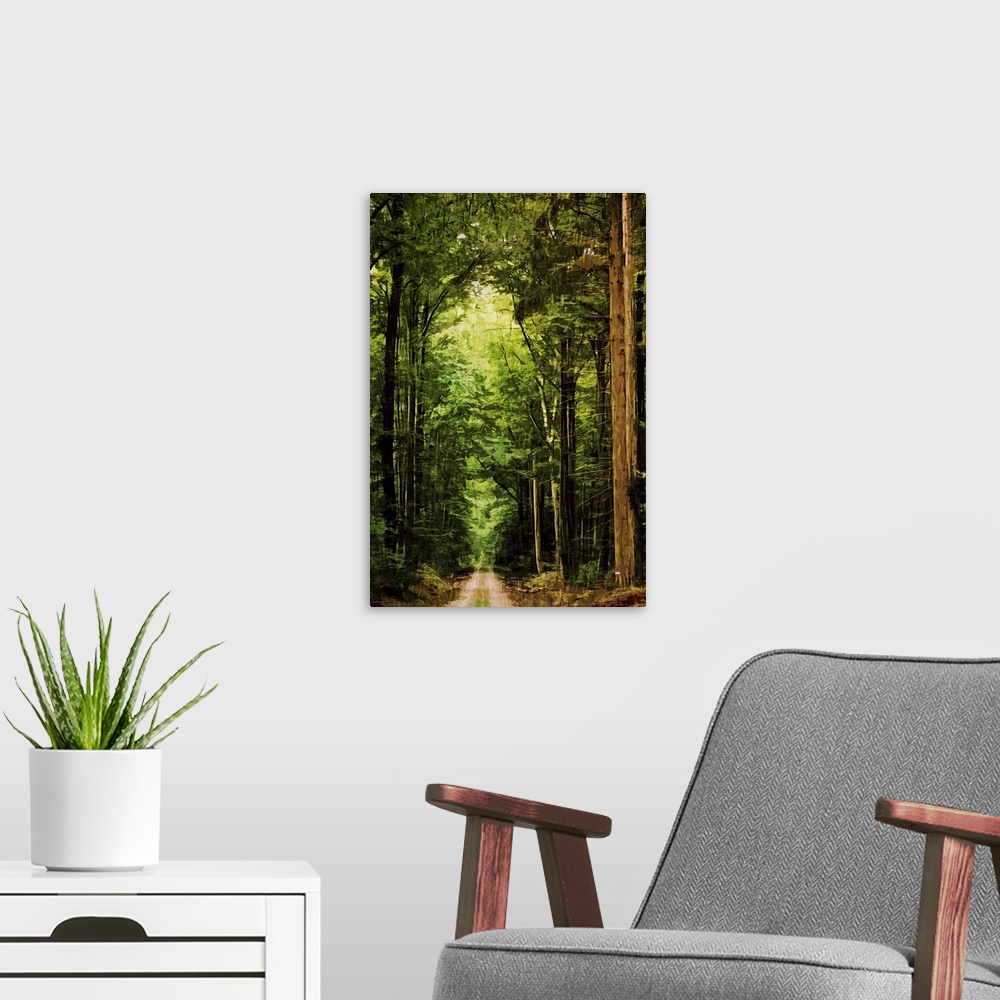 A modern room featuring Fine art photo of a path through a forest of very tall trees.
