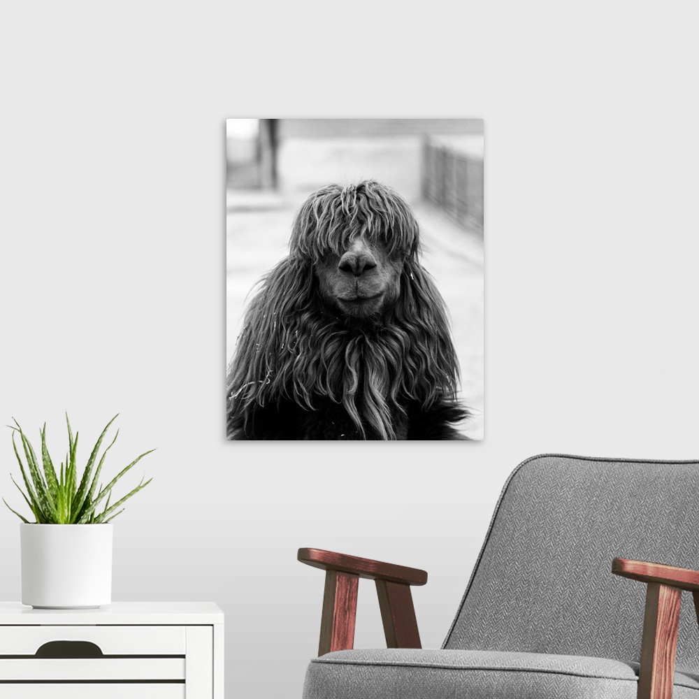 A modern room featuring 1960s Close-Up Of Alpaca Vicugna Pacos Looking At Camera.
