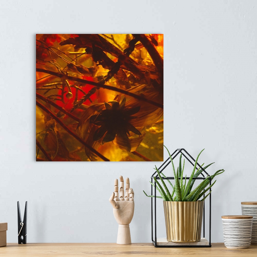 A bohemian room featuring Abstract floral photography of dried out flowers and leaves in a shadowy setting.