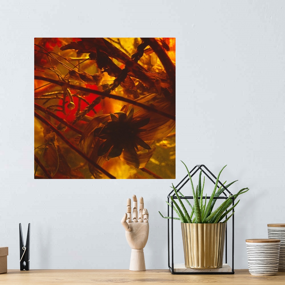 A bohemian room featuring Abstract floral photography of dried out flowers and leaves in a shadowy setting.