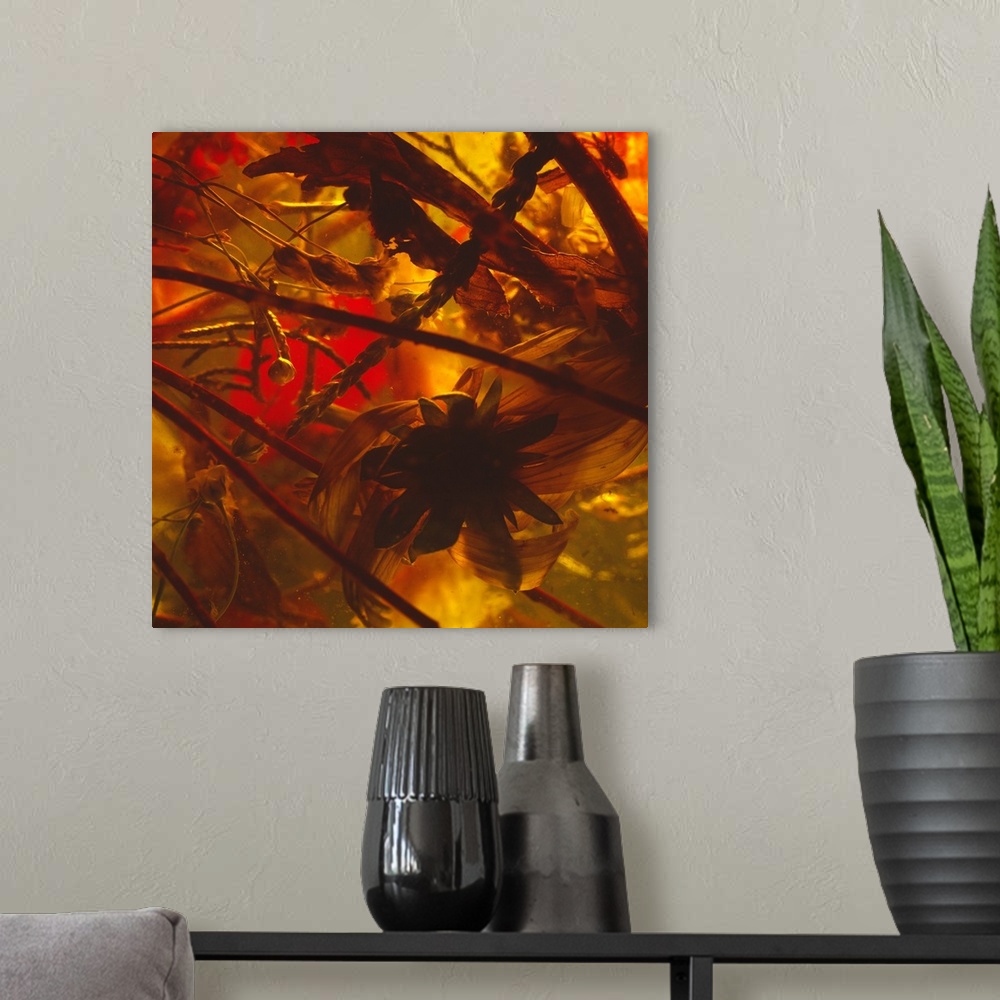 A modern room featuring Abstract floral photography of dried out flowers and leaves in a shadowy setting.