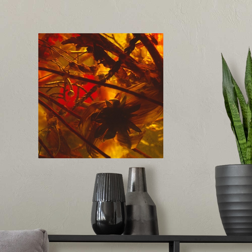 A modern room featuring Abstract floral photography of dried out flowers and leaves in a shadowy setting.
