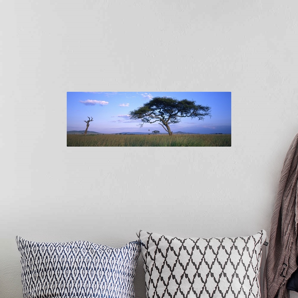A bohemian room featuring Acacia tree in a field, Serengeti National Park, Tanzania