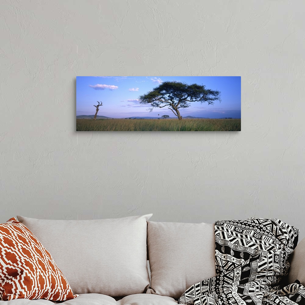 A bohemian room featuring Acacia tree in a field, Serengeti National Park, Tanzania