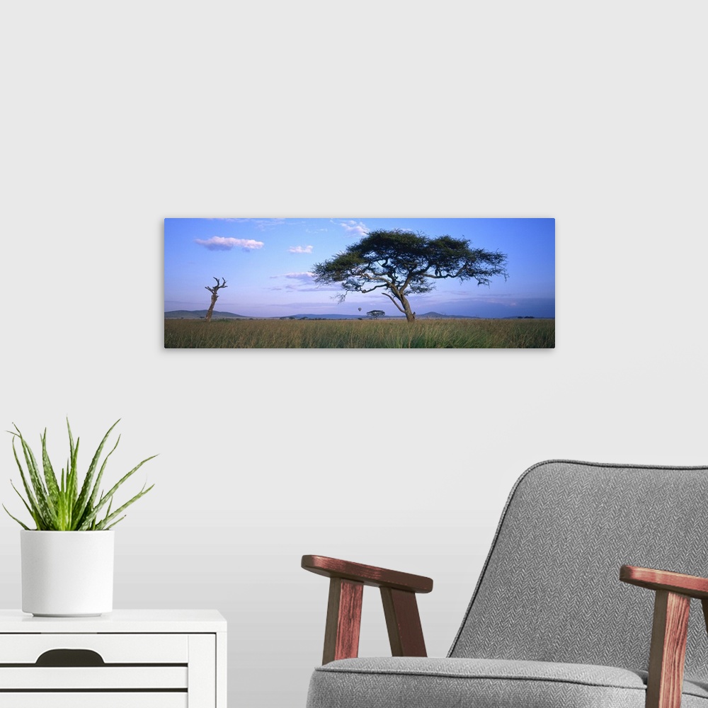 A modern room featuring Acacia tree in a field, Serengeti National Park, Tanzania