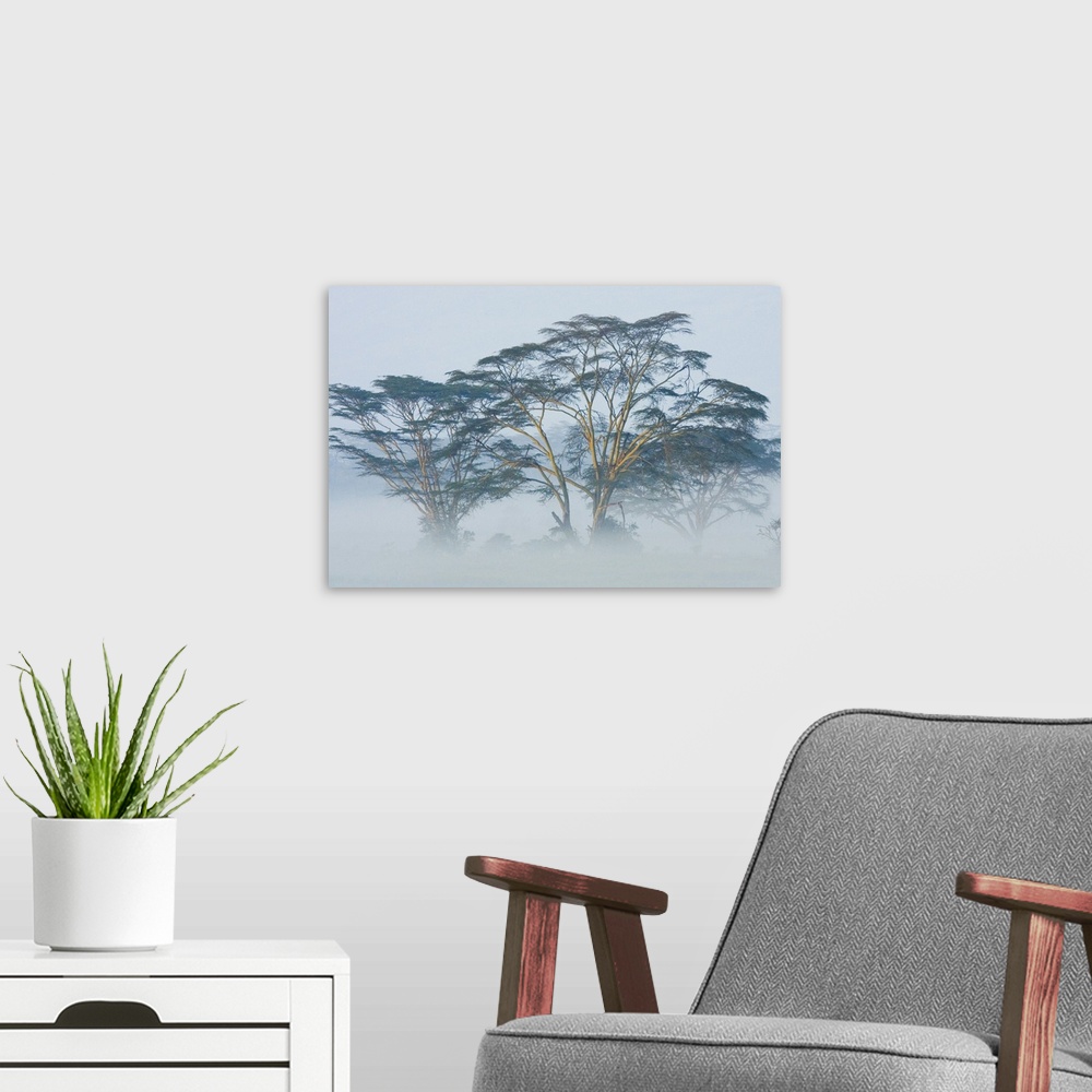 A modern room featuring Canvas photo art of African trees popping out of the early morning fog.