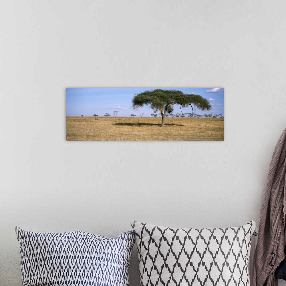 A bohemian room featuring Acacia trees with weaver bird nests, Antelope and Zebras, Serengeti National Park, Tanzania