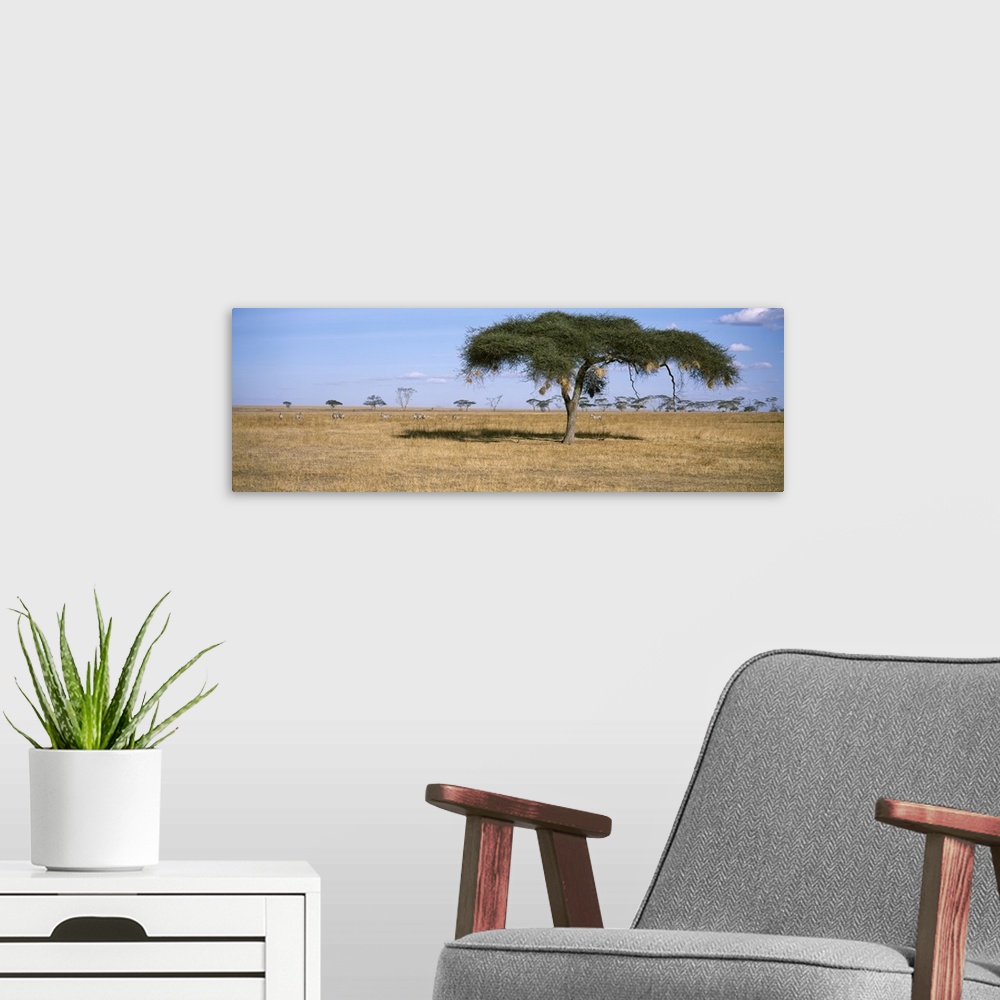 A modern room featuring Acacia trees with weaver bird nests, Antelope and Zebras, Serengeti National Park, Tanzania