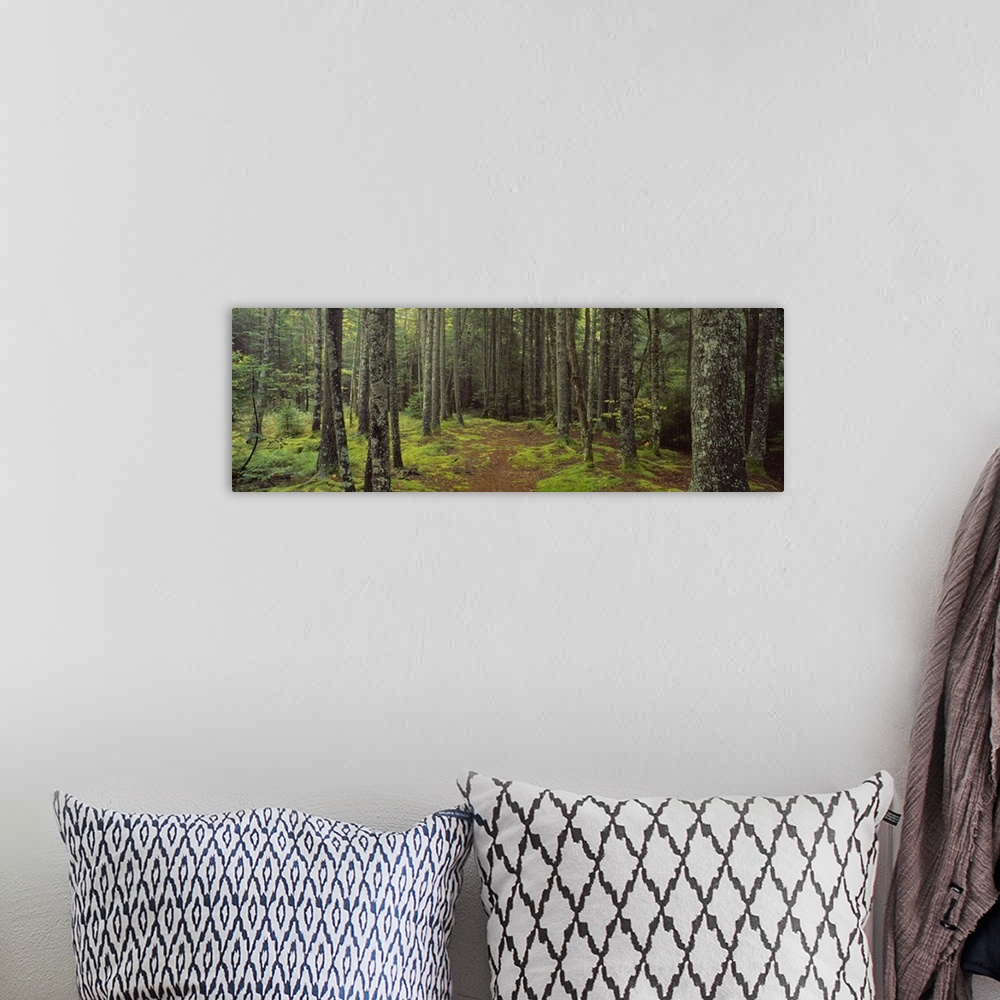 A bohemian room featuring Panoramic photograph on a big wall hanging of a small path surrounded by moss covered ground and ...