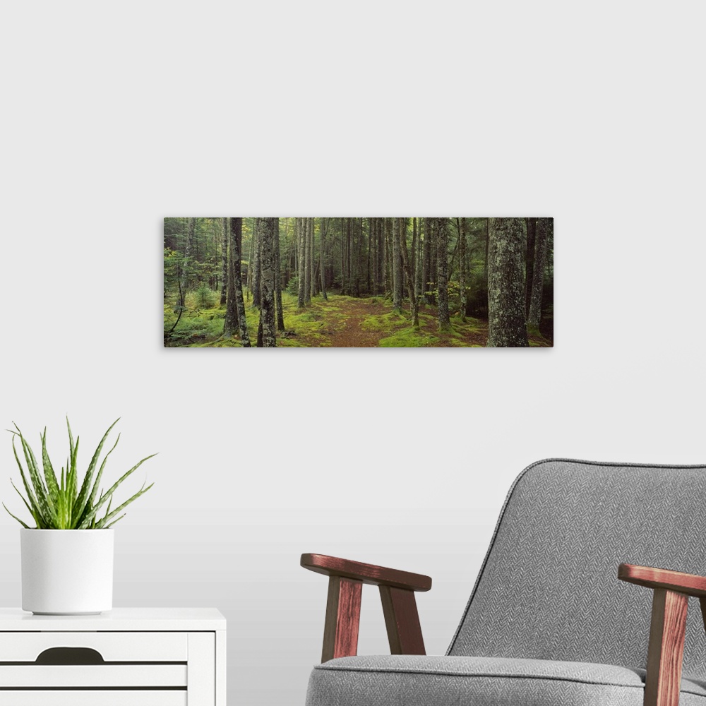 A modern room featuring Panoramic photograph on a big wall hanging of a small path surrounded by moss covered ground and ...