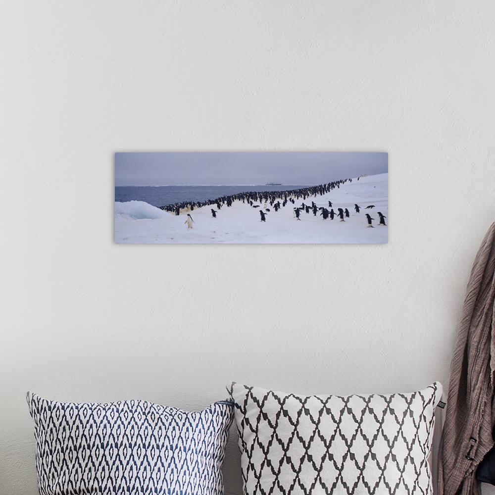 A bohemian room featuring Adelie Penguin Colony Possession Island Antarctica