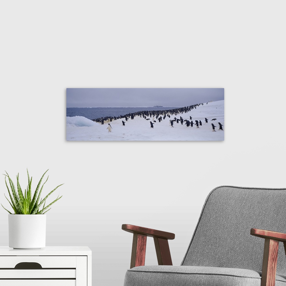 A modern room featuring Adelie Penguin Colony Possession Island Antarctica