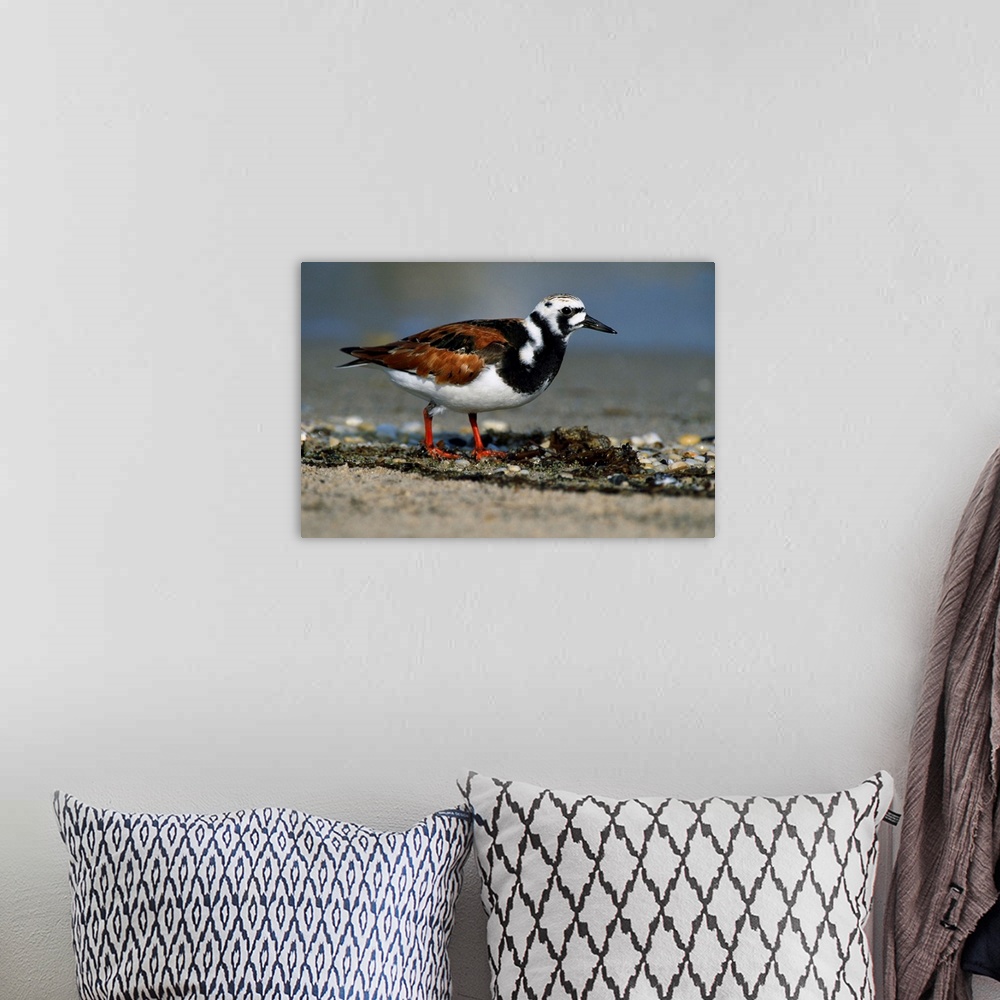 A bohemian room featuring Adult Ruddy Turnstone Seabird (Arenaria Interpres) On Beach