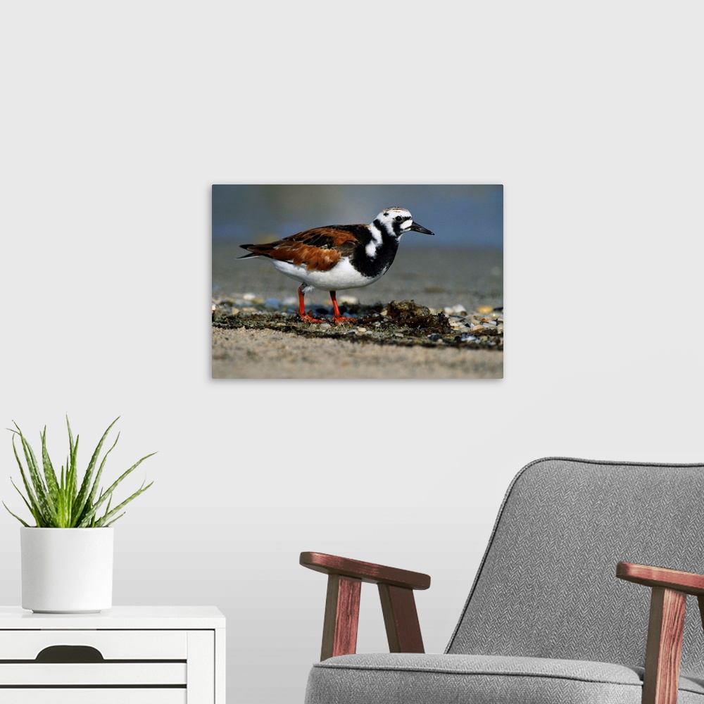 A modern room featuring Adult Ruddy Turnstone Seabird (Arenaria Interpres) On Beach