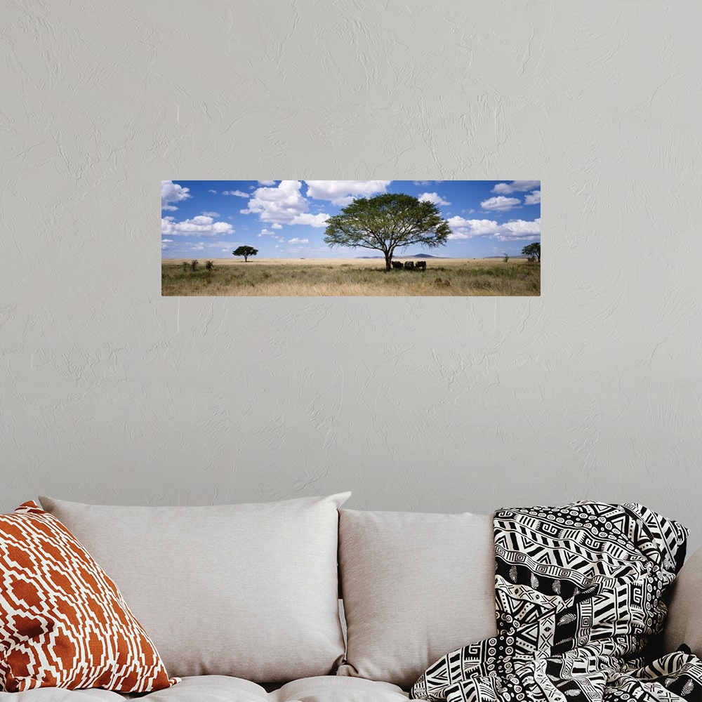 A bohemian room featuring Panoramic photograph on a giant canvas of several elephants resting beneath a shade tree in a vas...