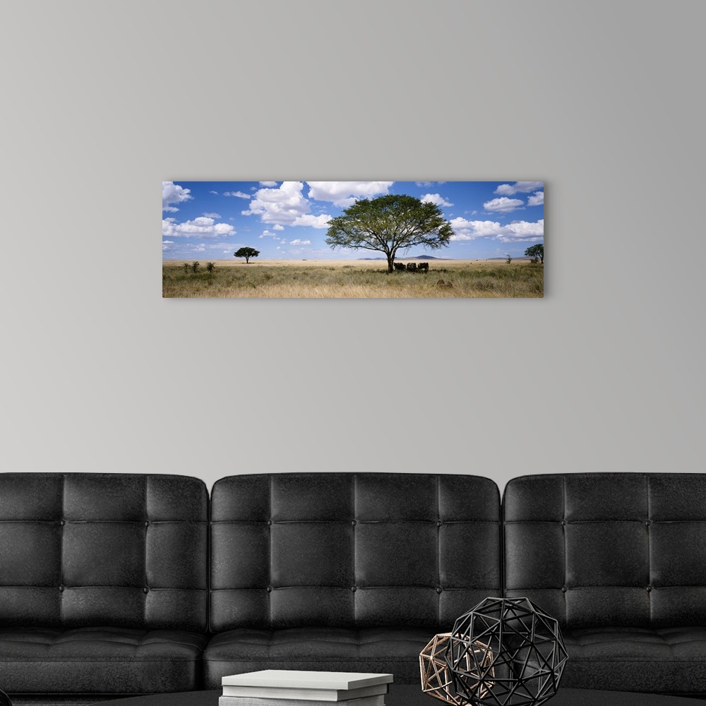 A modern room featuring Panoramic photograph on a giant canvas of several elephants resting beneath a shade tree in a vas...