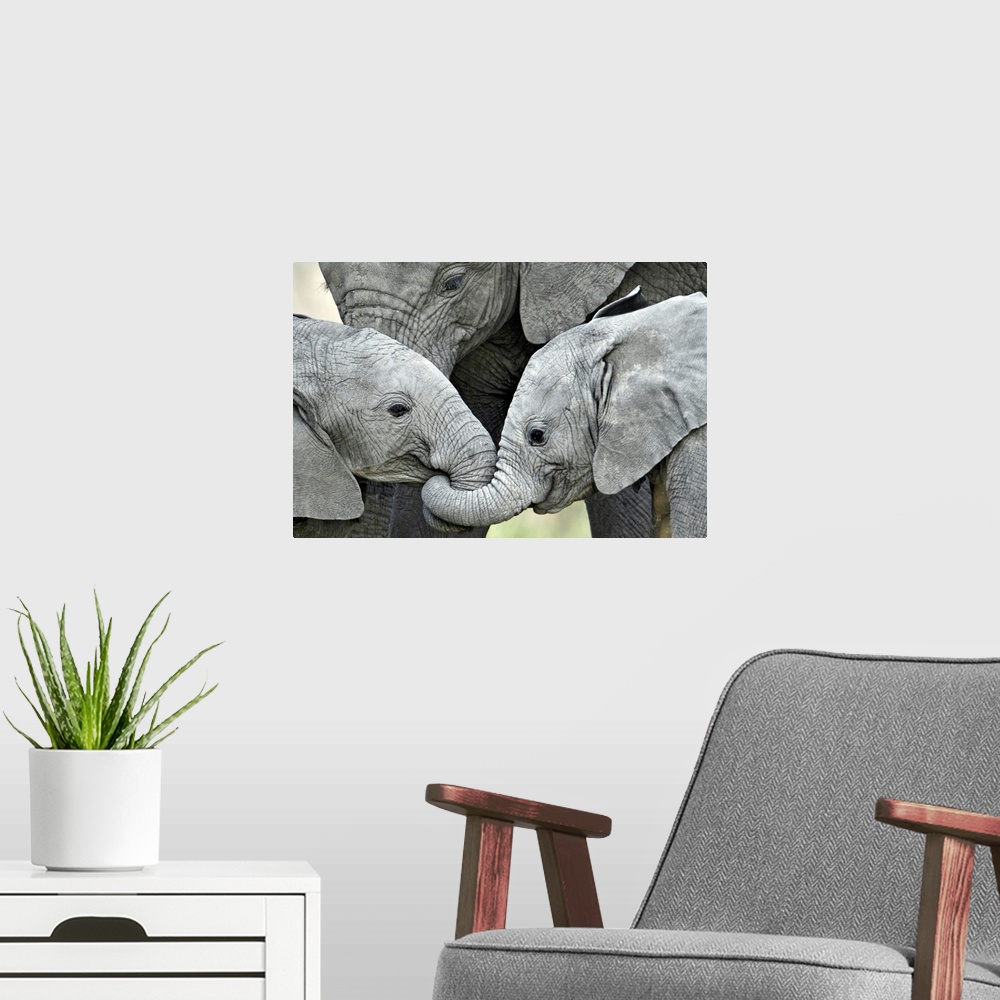 A modern room featuring Giant, landscape photograph of two baby elephants facing each other, with their trunks intertwine...