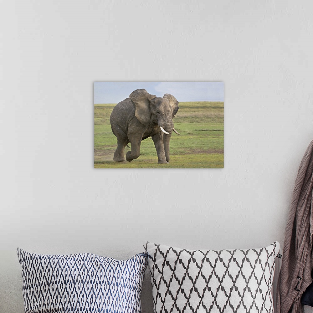 A bohemian room featuring African elephant (Loxodonta Africana) running in a field, Ngorongoro Crater, Arusha Region, Tanzania