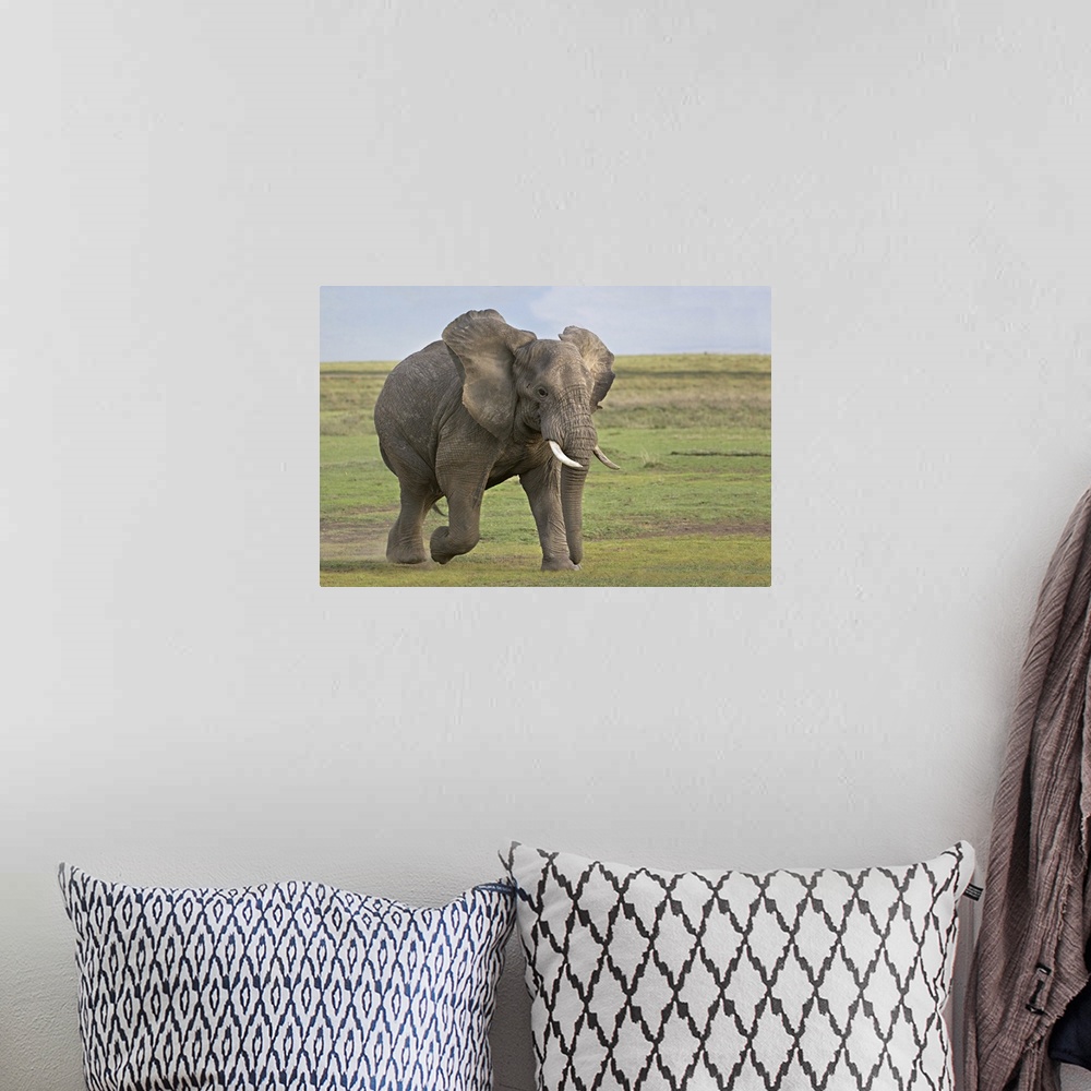 A bohemian room featuring African elephant (Loxodonta Africana) running in a field, Ngorongoro Crater, Arusha Region, Tanzania