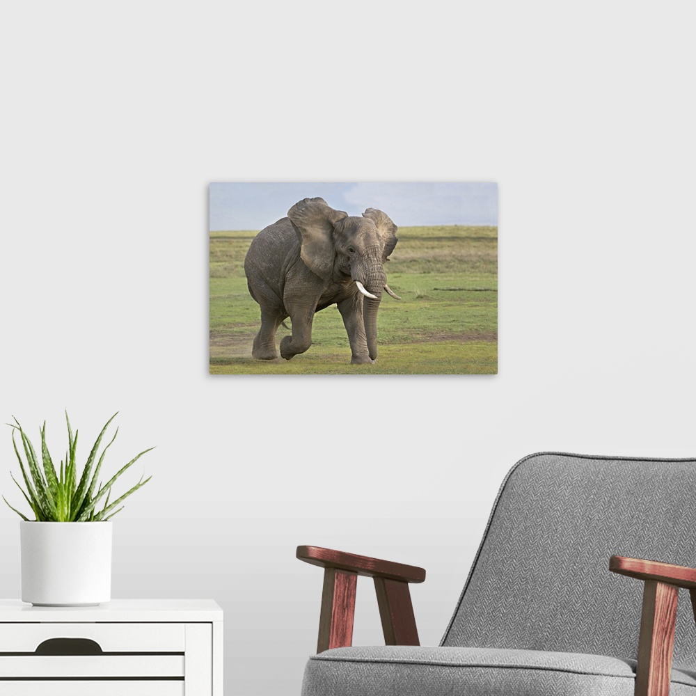A modern room featuring African elephant (Loxodonta Africana) running in a field, Ngorongoro Crater, Arusha Region, Tanzania