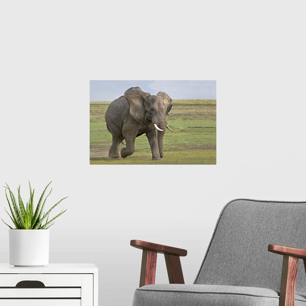 A modern room featuring African elephant (Loxodonta Africana) running in a field, Ngorongoro Crater, Arusha Region, Tanzania
