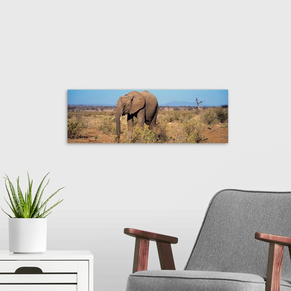 A modern room featuring African Elephant Samburu Kenya