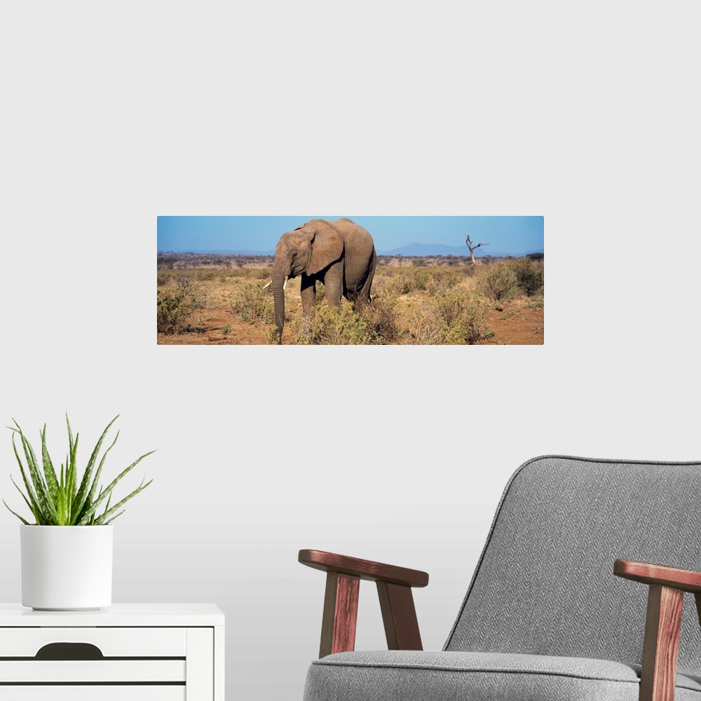 A modern room featuring African Elephant Samburu Kenya