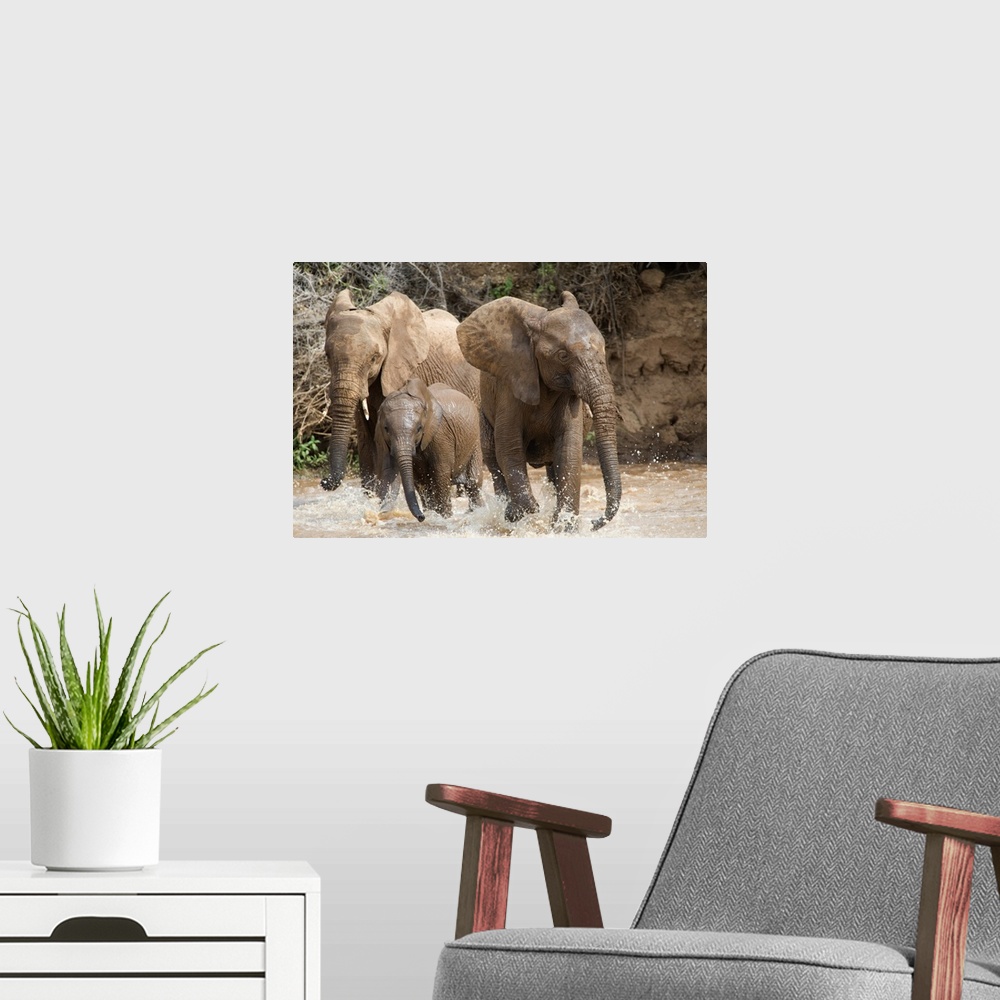 A modern room featuring Wall docor of three elephants having fun and splashing in water in African.