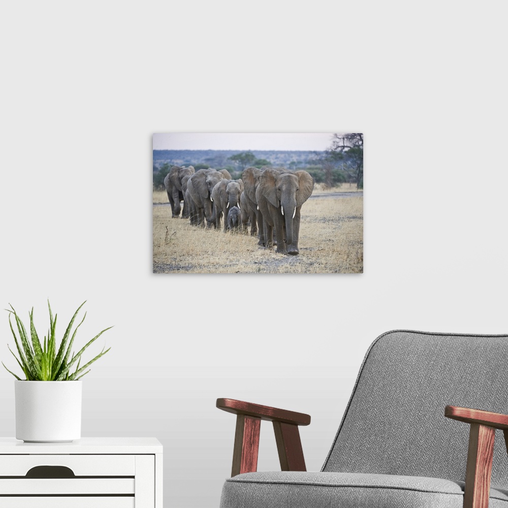 A modern room featuring African elephants (Loxodonta africana) walking in line, Tanzania