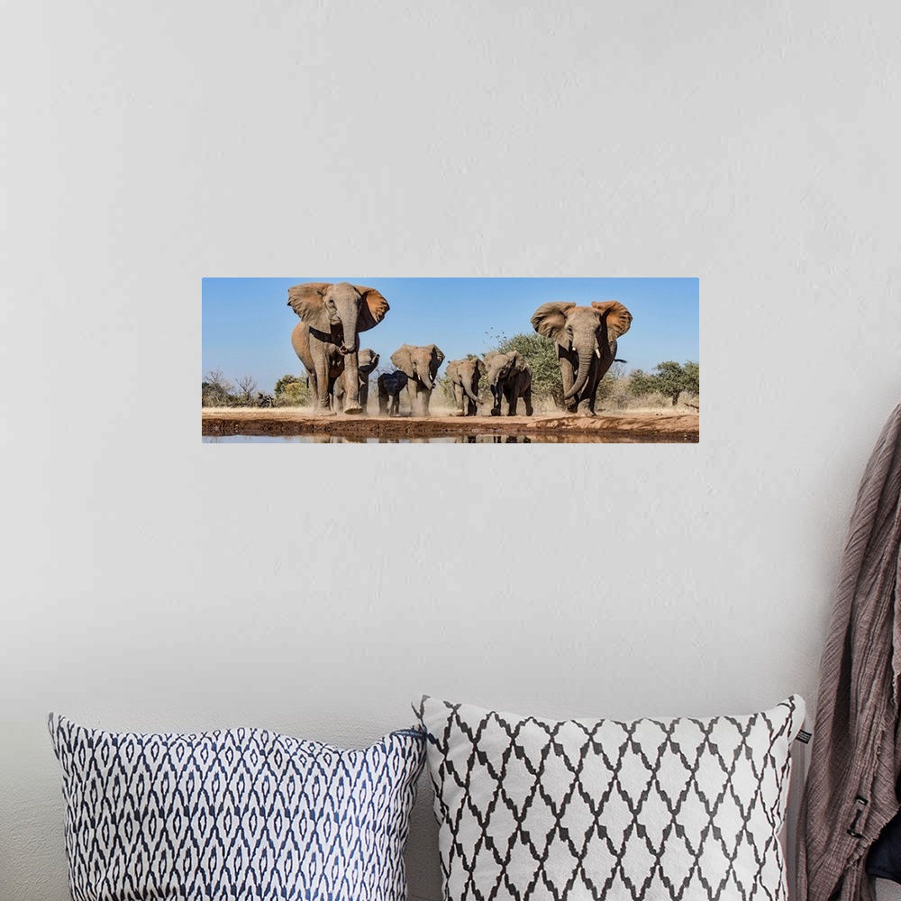 A bohemian room featuring African Elephants running to waterhole, Mashatu Game Reserve, Botswana.