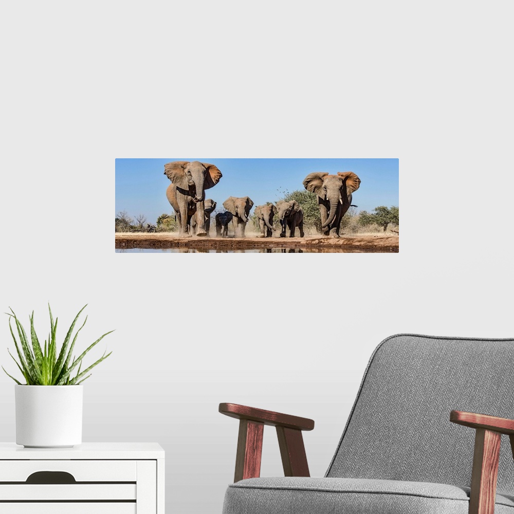A modern room featuring African Elephants running to waterhole, Mashatu Game Reserve, Botswana.