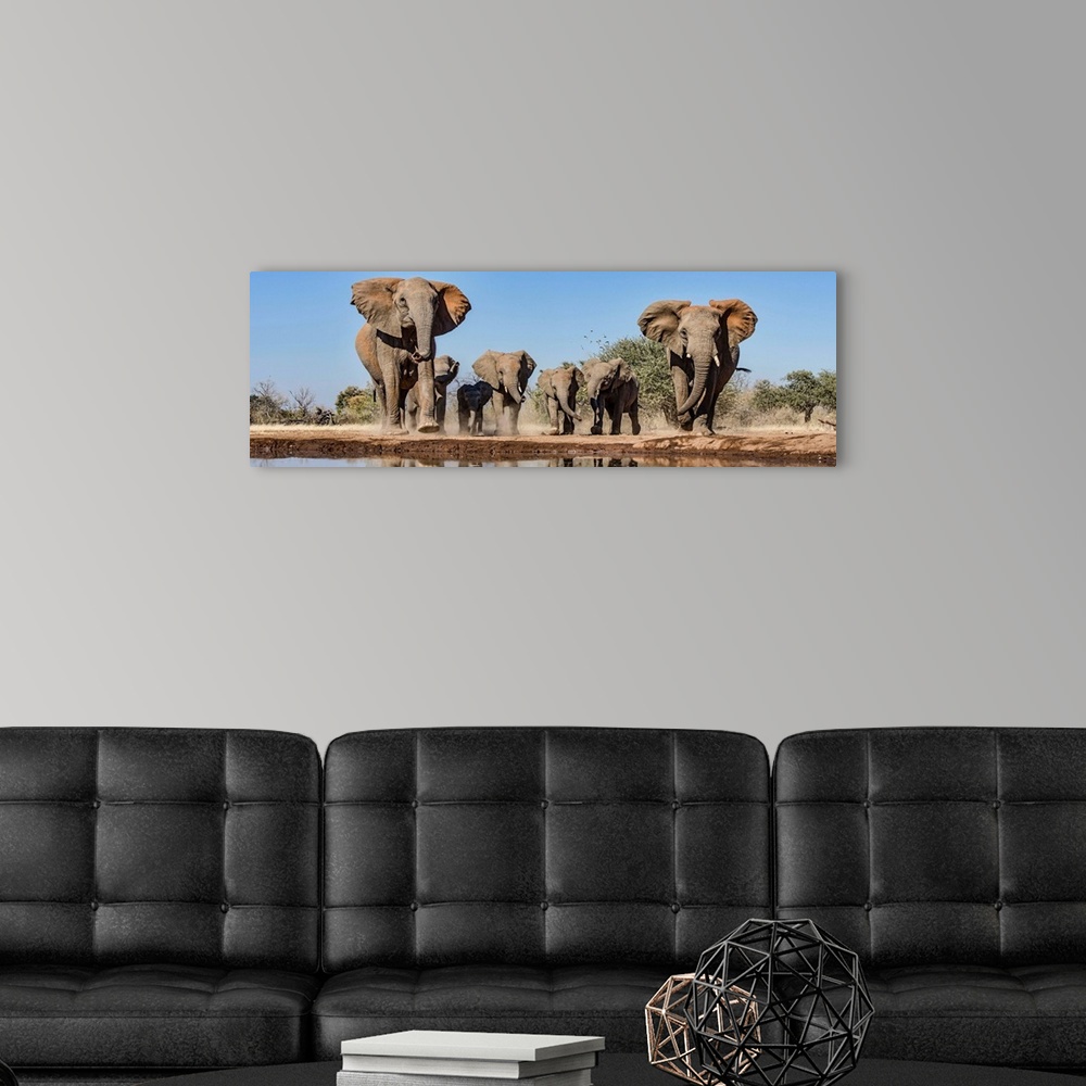 A modern room featuring African Elephants running to waterhole, Mashatu Game Reserve, Botswana.