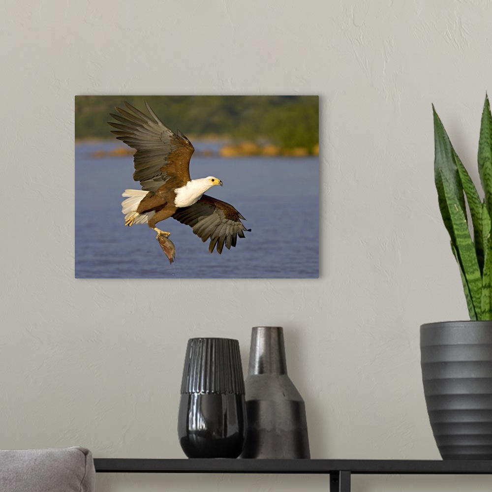 A modern room featuring African Fish Eagle (Haliaeetus Vocifer) with a tilapia fish in its talons, Lake Baringo, Kenya