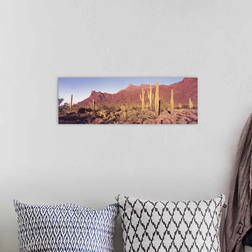 A bohemian room featuring Panoramic of the Alamo Canyon red desert hills behind the arid flats with many types of cacti.