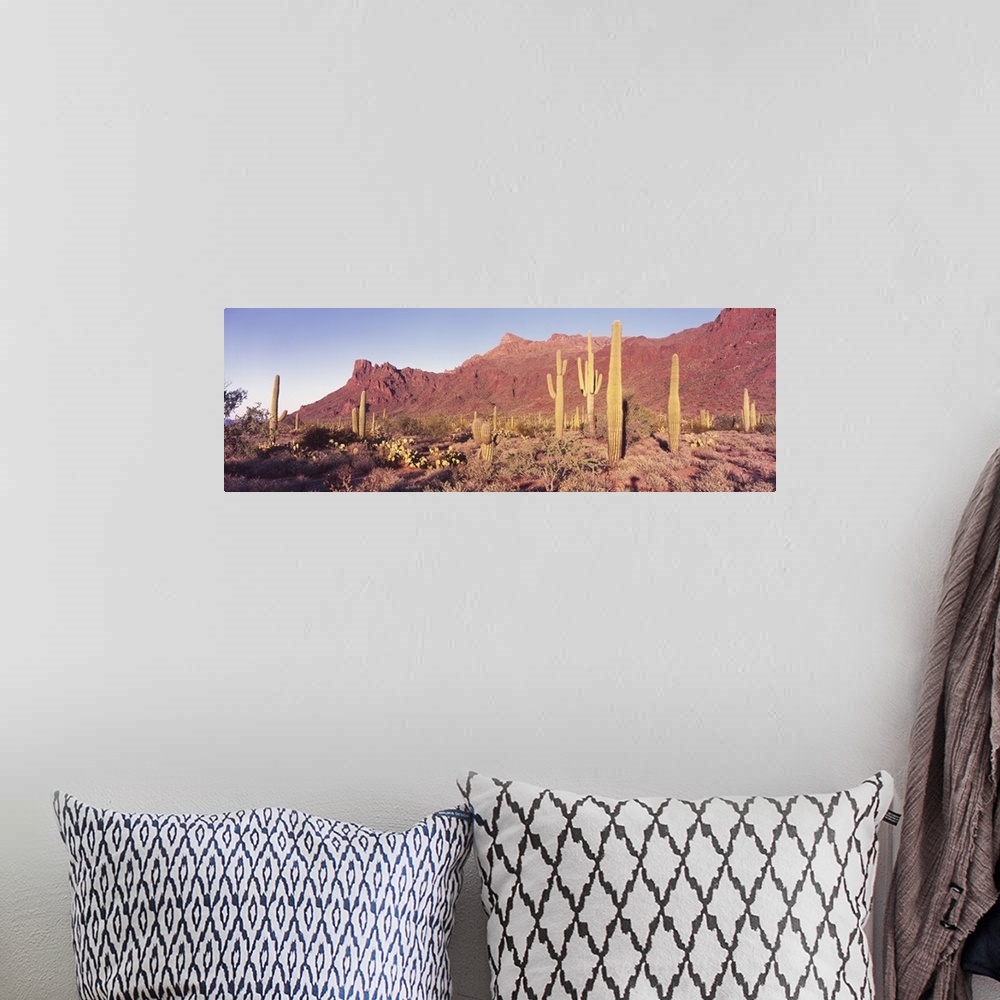 A bohemian room featuring Panoramic of the Alamo Canyon red desert hills behind the arid flats with many types of cacti.