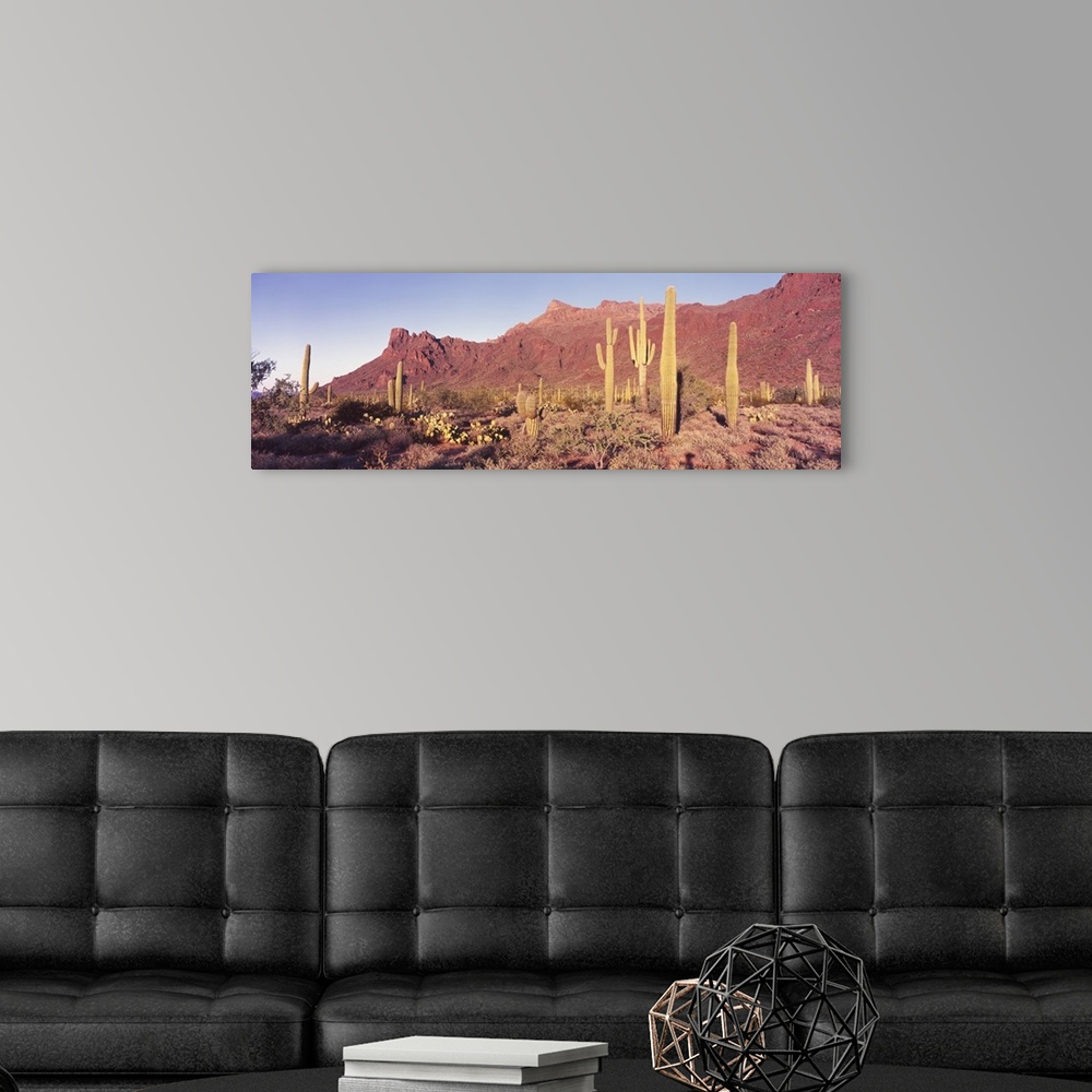 A modern room featuring Panoramic of the Alamo Canyon red desert hills behind the arid flats with many types of cacti.