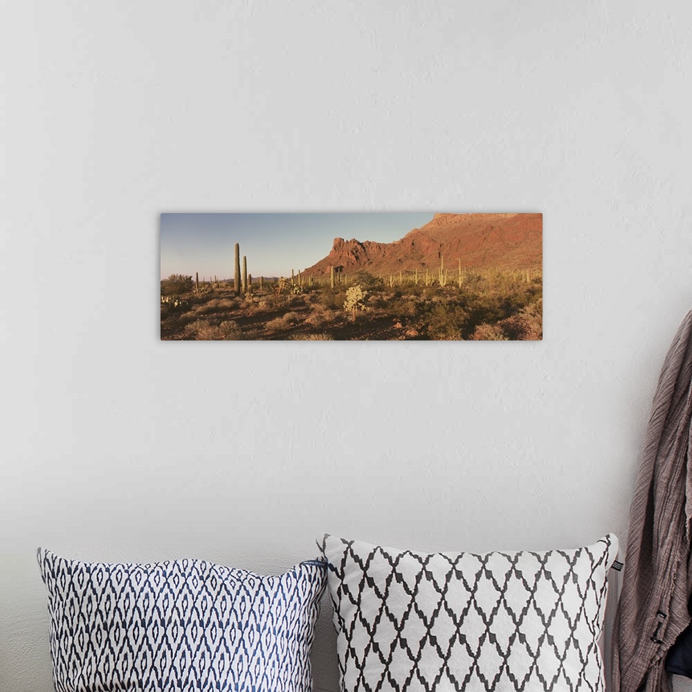 A bohemian room featuring Alamo Canyon Organ Pipe Cactus National Park AZ